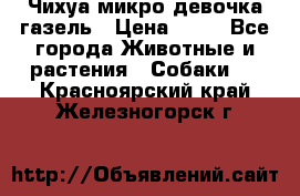 Чихуа микро девочка газель › Цена ­ 65 - Все города Животные и растения » Собаки   . Красноярский край,Железногорск г.